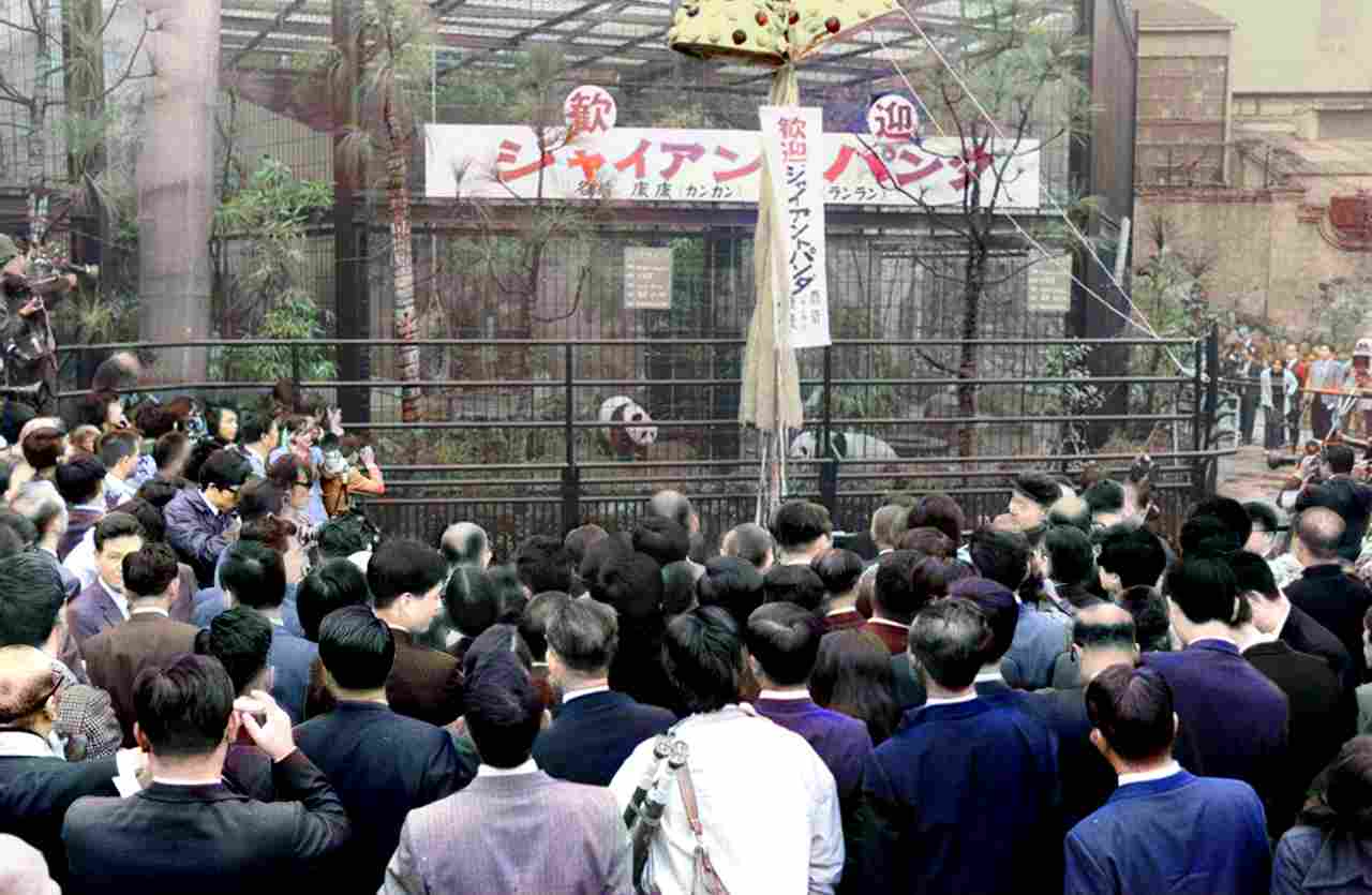 １９７２年のパンダ「カンカン」「ランラン」来日、大わらわの上野