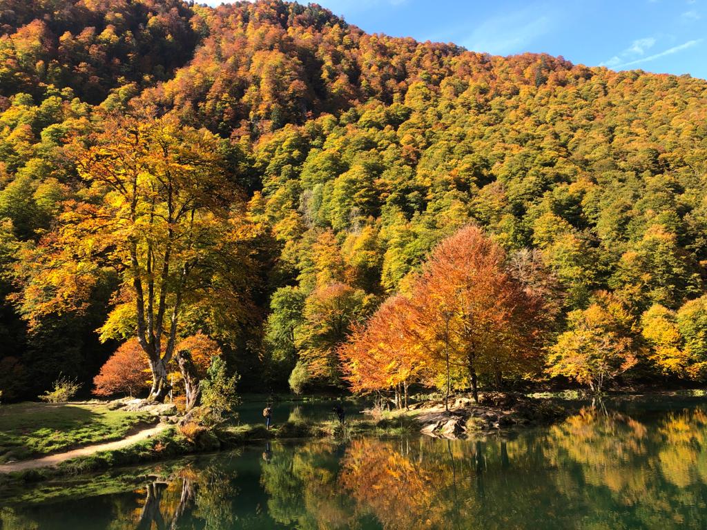 Pendant l'automne, les arbres perdent leurs jolies feuilles. Une des  ramures du Noyer est tombée dans ce color…