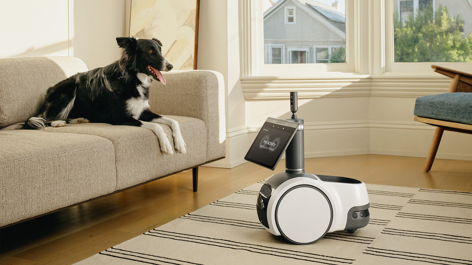 A little knee-high wheeled robot with a white body and a screen as head stands in front of a black and white dog on a beige couch.