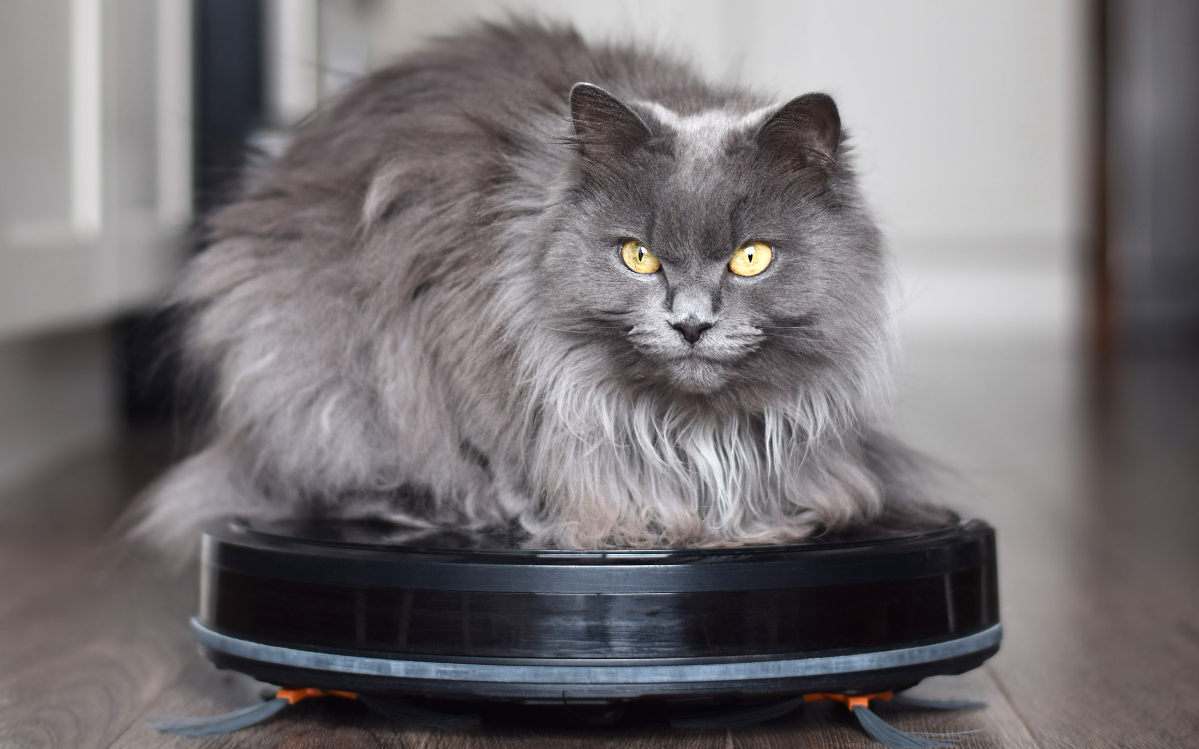 A gray cat with yellow eyes looks forward while sitting on a Roomba-type vacuum robot.